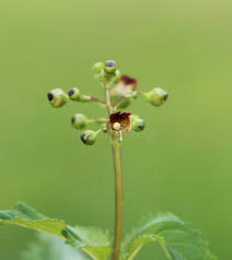 Attēlu rezultāti vaicājumam “Scrophularia nodosa”