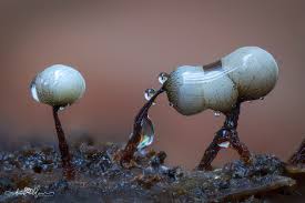 Attēlu rezultāti vaicājumam “Cribraria rubiginosa”