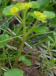 Attēlu rezultāti vaicājumam “Chrysosplenium alternifolium flower”