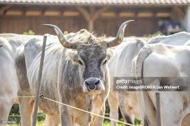 Attēlu rezultāti vaicājumam “Bos primigenius taurus”