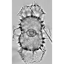 Attēlu rezultāti vaicājumam “Diderma radiatum sessile”