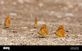 Attēlu rezultāti vaicājumam “Argynnis adippe”