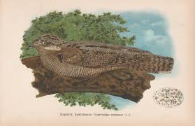 Attēlu rezultāti vaicājumam “Caprimulgus europaeus eggs”