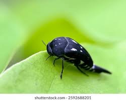 Attēlu rezultāti vaicājumam “Mordella sp.”