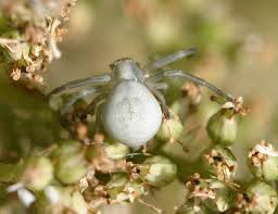 Attēlu rezultāti vaicājumam “Misumena vatia”