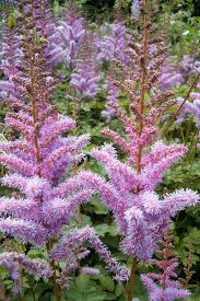 Attēlu rezultāti vaicājumam “Astilbe chinensis”