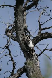Attēlu rezultāti vaicājumam “Picoides tridactylus adult”