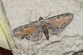 Attēlu rezultāti vaicājumam “Eupithecia icterata”