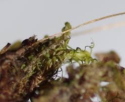 Attēlu rezultāti vaicājumam “Cynodontium strumiferum”