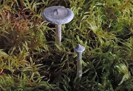 Attēlu rezultāti vaicājumam “Cantharellula umbonata”