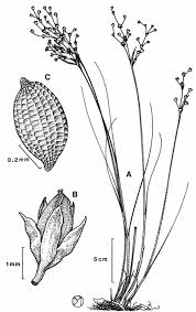 Attēlu rezultāti vaicājumam “Juncus alpinoarticulatus”