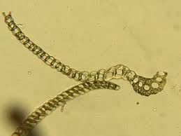 Attēlu rezultāti vaicājumam “Dicranum bonjeanii”