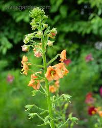 Image result for Alonsoa liniflora