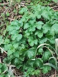 Attēlu rezultāti vaicājumam “Ranunculus lanuginosus”