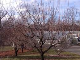 Attēlu rezultāti vaicājumam “Prunus armeniaca”