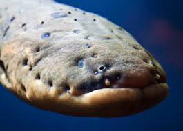 Image result for электрический