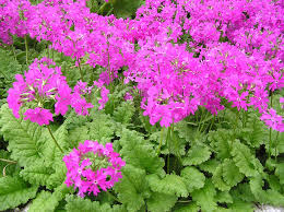 Attēlu rezultāti vaicājumam “Syringa reticulata subsp. amurensis”