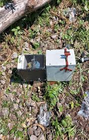 Attēlu rezultāti vaicājumam “Heracleum sosnowskyi fruit”