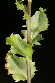 Attēlu rezultāti vaicājumam “Eryngium planum leaf”