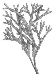 Attēlu rezultāti vaicājumam “Fucus vesiculosus”