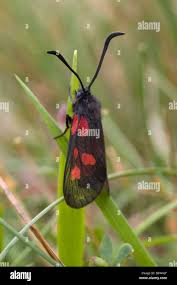 Attēlu rezultāti vaicājumam “Zygaena viciae”