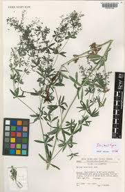 Attēlu rezultāti vaicājumam “Galium schultesii”