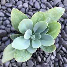 Attēlu rezultāti vaicājumam “Senecio”