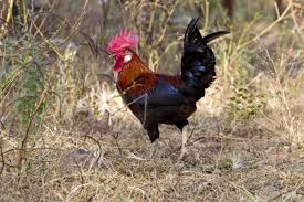 Attēlu rezultāti vaicājumam “Gallus male”