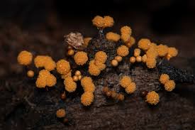 Attēlu rezultāti vaicājumam “Hemitrichia calyculata young”