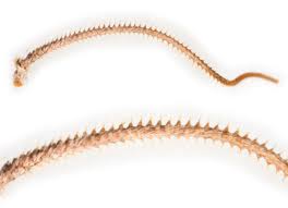 Attēlu rezultāti vaicājumam “Agrotis ripae larva”