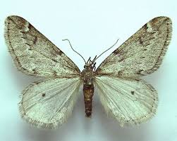 Attēlu rezultāti vaicājumam “Alsophila aescularia”