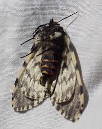 Attēlu rezultāti vaicājumam “Lymantria monacha”