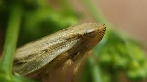 Attēlu rezultāti vaicājumam “Aphrophoridae nymph”