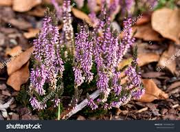 Attēlu rezultāti vaicājumam “Calluna vulgaris bud”