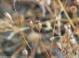 Attēlu rezultāti vaicājumam “Saxifraga tridactylites fruit”