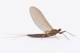 Attēlu rezultāti vaicājumam “Leptophlebia nebulosa”