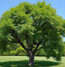 Attēlu rezultāti vaicājumam “Juglans ailanthifolia”