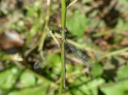 Attēlu rezultāti vaicājumam “Chalcolestes viridis”