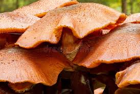 Attēlu rezultāti vaicājumam “Lepiota aspera”