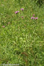 Image result for Centaurea pseudophrygia