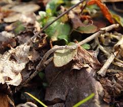 Attēlu rezultāti vaicājumam “Agriopis marginaria”