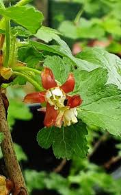 Attēlu rezultāti vaicājumam “Ribes nigrum flower”