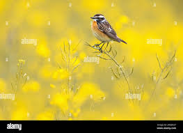 Attēlu rezultāti vaicājumam “Saxicola rubetra adult”