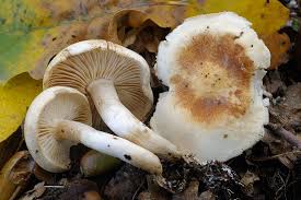 Attēlu rezultāti vaicājumam “Tricholoma album”