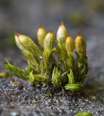 Attēlu rezultāti vaicājumam “Orthotrichum speciosum sporophyte”