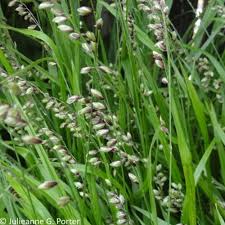 Attēlu rezultāti vaicājumam “Melica nutans flower”