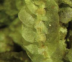 Attēlu rezultāti vaicājumam “Calypogeia muelleriana”