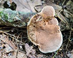 Attēlu rezultāti vaicājumam “Hapalopilus aurantiacus”