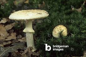 Attēlu rezultāti vaicājumam “Amanita citrina”