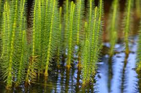 Attēlu rezultāti vaicājumam “Hippuris vulgaris leaf”